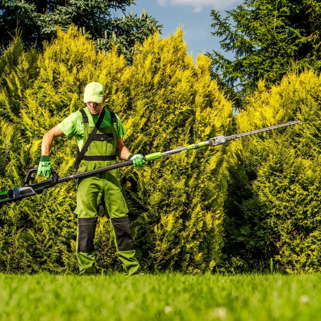 giardiniere che con un taglia siepe si appresta a sistemare la siepe di un giardino