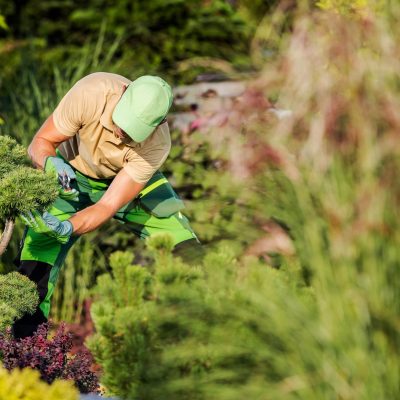 Giardiniere che pota un pino ornamentale