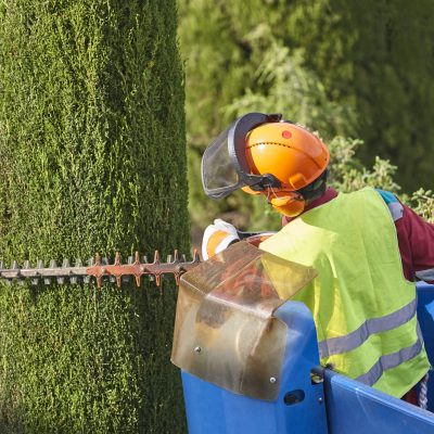 Giardiniere che pota un cipresso con una motosega e una gru