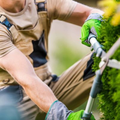 Giardiniere esperto pota le siepi in una giornata di sole, in un giardino rigoglioso.