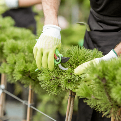 addetto che pota degli alberi in un giardino